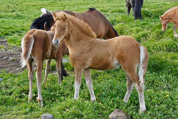 Naklejka na ściany i meble Icelandic horses grazing in field, Iceland