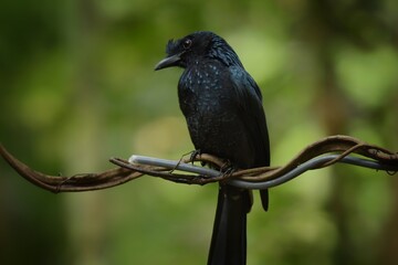 The face and neck of the crown is red, the middle of the crown is black, long down beside the head and the side is red. The birds are found in the lower western regions with black on the cheeks.