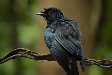 The face and neck of the crown is red, the middle of the crown is black, long down beside the head and the side is red. The birds are found in the lower western regions with black on the cheeks.