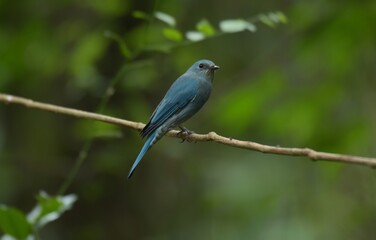 Light blue-gray rather than male The eyes and eyes are not as clear as the male. Different from the light blue insect catching bird at the shorter mouth The bottom of the sky has white stripes.