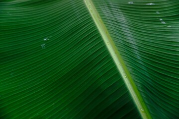 Tropical leaf texture, close-up view of banana leaves. green background