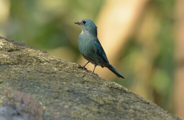 Light blue-gray rather than male The eyes and eyes are not as clear as the male. Different from the light blue insect catching bird at the shorter mouth The bottom of the sky has white stripes.