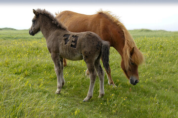 Icelandic horses grazing in field, with colt marked for identification, Iceland