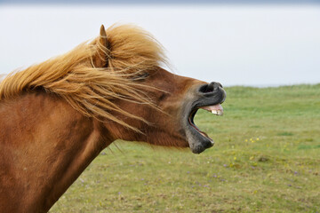 Icelandic horse yawning (or laughing), Iceland