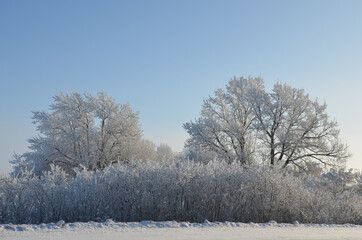 frosty winter morning