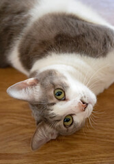 Close-up Tabby Cat Lying Down on The Floor