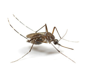 Macro Photo of Yellow Fever Mosquito Isolated on White Background