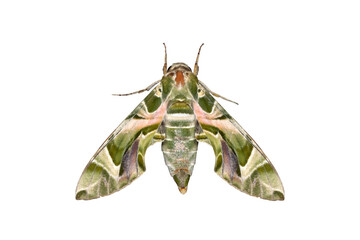 Macro Photo of Oleander Hawk-Moth or Army Green Moth Isolated on White Background with Clipping Path