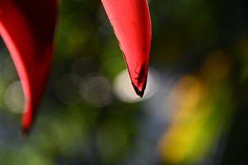 colorful flower Cuernavaca Morelos lush greens exquisite plant tropical exotic green pink red yellow sunlight dappled light golden nature relaxing beautiful fresh bloom bud day