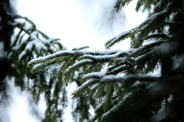 Snowy Pine
