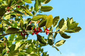 Holly Tree
