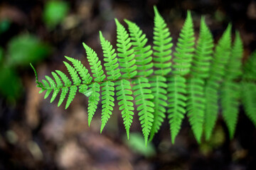 Fern Spine