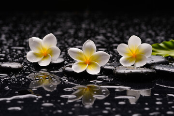 Fototapeta na wymiar spa still life of with three white frangipani ,leaves and zen black stones ,wet background 
