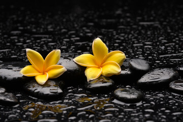 Fototapeta na wymiar still life of with two yellow frangipani and zen black stones ,wet background 