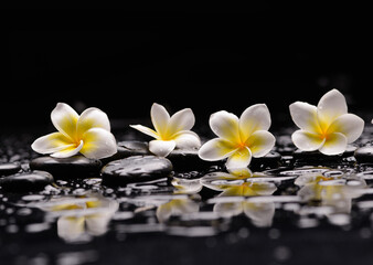 Four frangipani and zen black stones ,wet background,reflection 