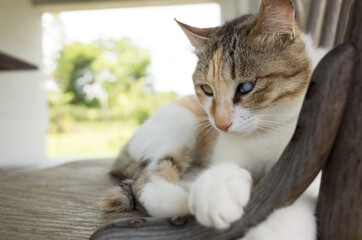 little cat doze