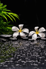spa still life of with two 
white frangipani and green palm and zen black stones ,wet background
