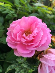 pink rose flower in nature garden