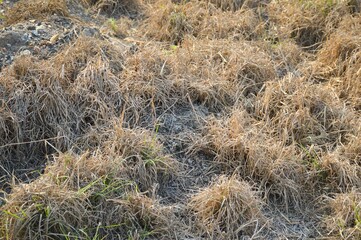 Fototapeta premium Dry grass in nature garden