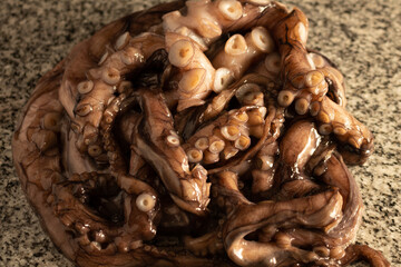 Small raw octopus on granite countertop