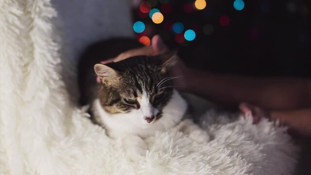 Christmas cat. animal and Christmas decorations. the owner strokes the cat