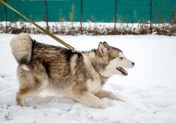 young guy walking the dog on a leash