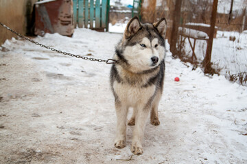 a dog on a chain protects the territory
