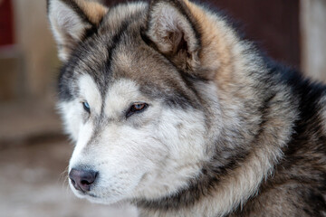 portrait of a malamute dog with multi-colored eyes