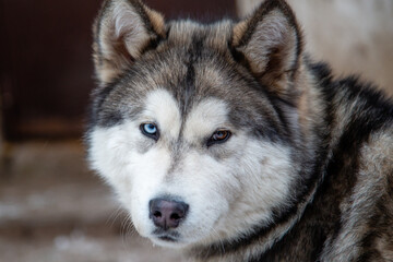 Naklejka premium portrait of a malamute dog with multi-colored eyes