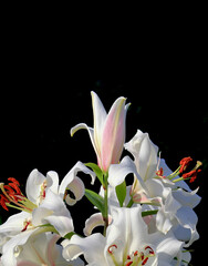 Photo of a blooming lily in a summer garden. On a black background.