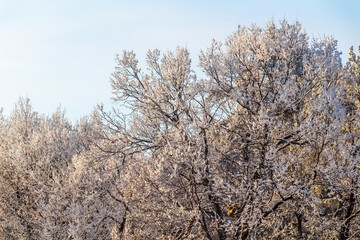 Fresh frost on tree branches on a frosty winter morning.