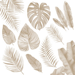 Beige banana and tropical Leaves. Pale palm branches. Watercolour collection isolated on white background.