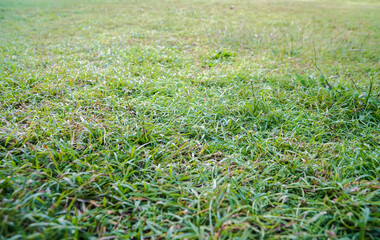 selective focus green grass at house backyard in summer
