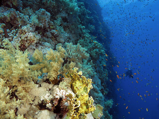 Fototapeta na wymiar A scuba diver on a deep Red Sea coral reef wall