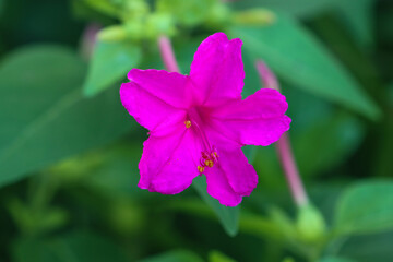 Mirabilis jalapa, the marvel of Peru or four o'clock flower, is the most commonly grown ornamental species of Mirabilis plant, and is available in a range of colours