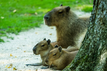 Female capybara with two babies laying behind a tree