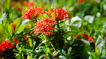 red flower in the garden