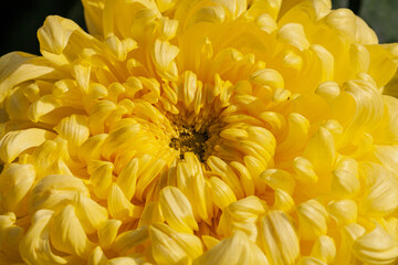 Chrysanthemum Flower arrangement. Beautiful, vivid, colorful mixed flower bouquet still life detail.