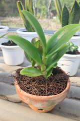 Anggrek. Young plant orchid in pot for gardening decoration.