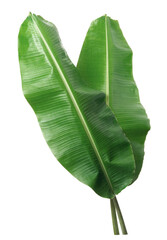 Fototapeta premium fresh banana leaf isolated on white background