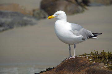 American Herring Gull (Larus smithsonianus) on the beach