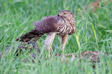 Cooper's Hawk (Accipiter cooperii) with prey