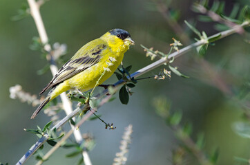 Lesser Goldfinch (Spinus psaltria) feeding
