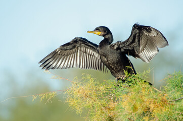Double-crested Cormorant (Phalacrocorax auritus)
