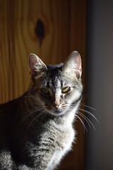 Grey striped cat at home