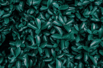 Naklejka na ściany i meble abstract green leaf texture, nature background, tropical leaf 