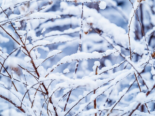 Tree branches in winter covered with snow and frost in snowfall. Frozen tree branches.