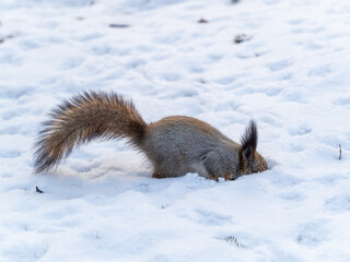 Squirrel hides nuts in the white snow