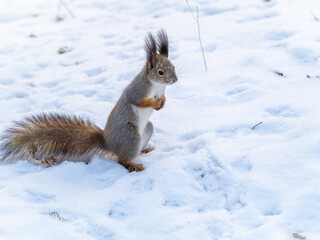 Squirrel standing on its hind legs on the white snow.