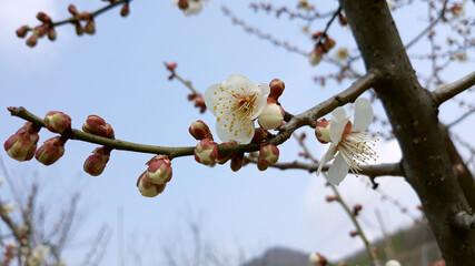 Apricot flower on nature background